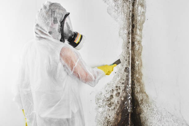 Best Mold Remediation for Specific Building Types in Camden, AL