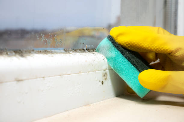 Reliable Camden, AL Mold Remediation Solutions