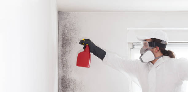 Best Post-Flood Mold Remediation in Camden, AL