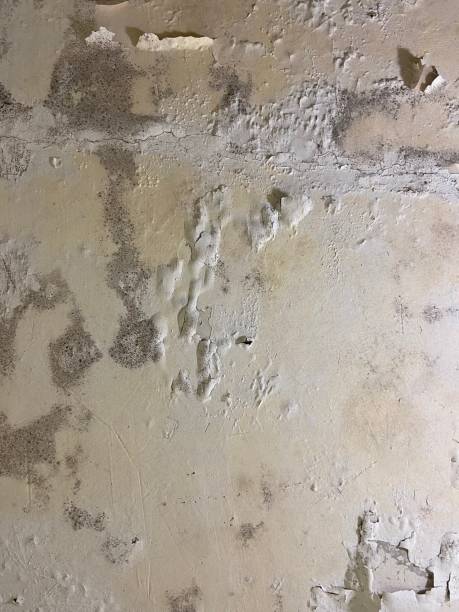 Best Localized Mold Remediation (e.g., coastal areas, humid climates) in Camden, AL