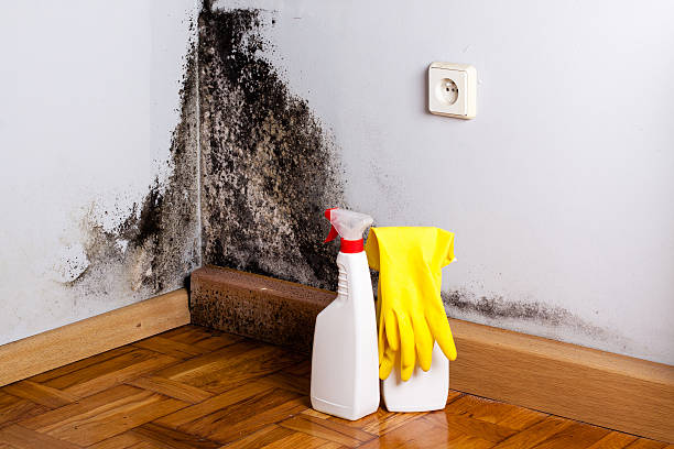 Best Industrial Mold Remediation in Camden, AL