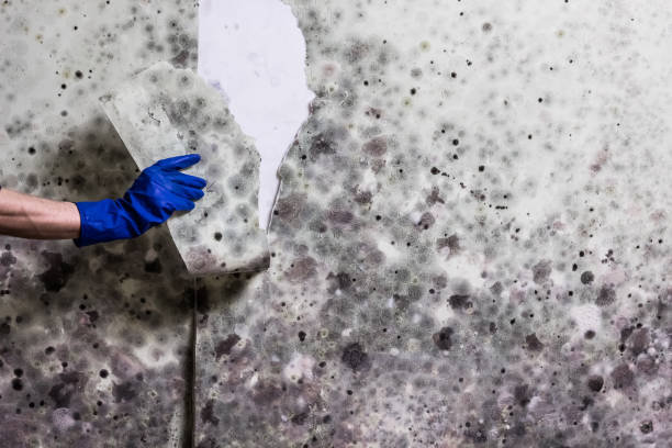 Best Black Mold Remediation in Camden, AL